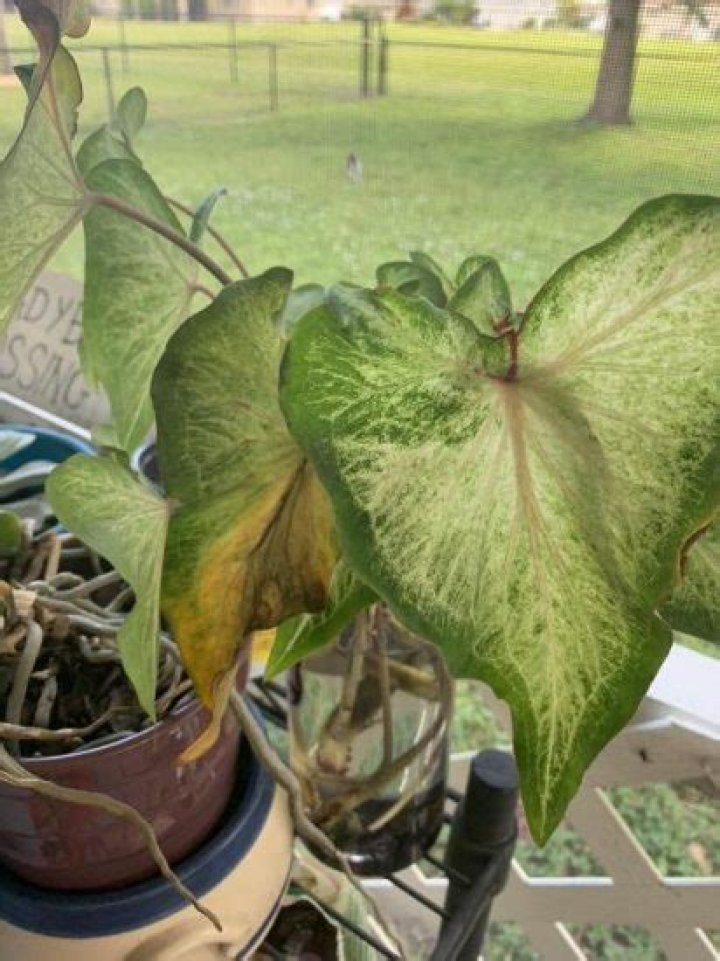 Can Caladiums tolerate full sun?