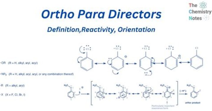 Why activators are ortho and para directors?